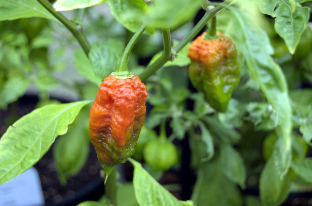 Photo of Ghost Pepper (Capsicum chinense) uploaded by _TheZenMaster