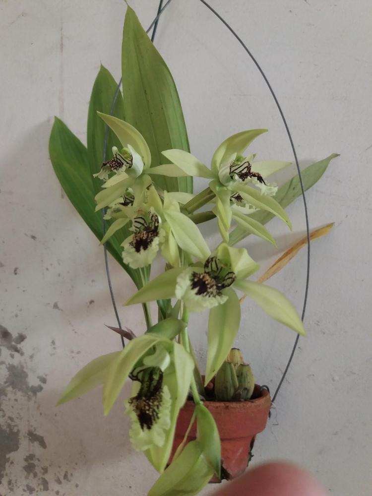 Photo of Orchid (Coelogyne pandurata) uploaded by prabhisetty