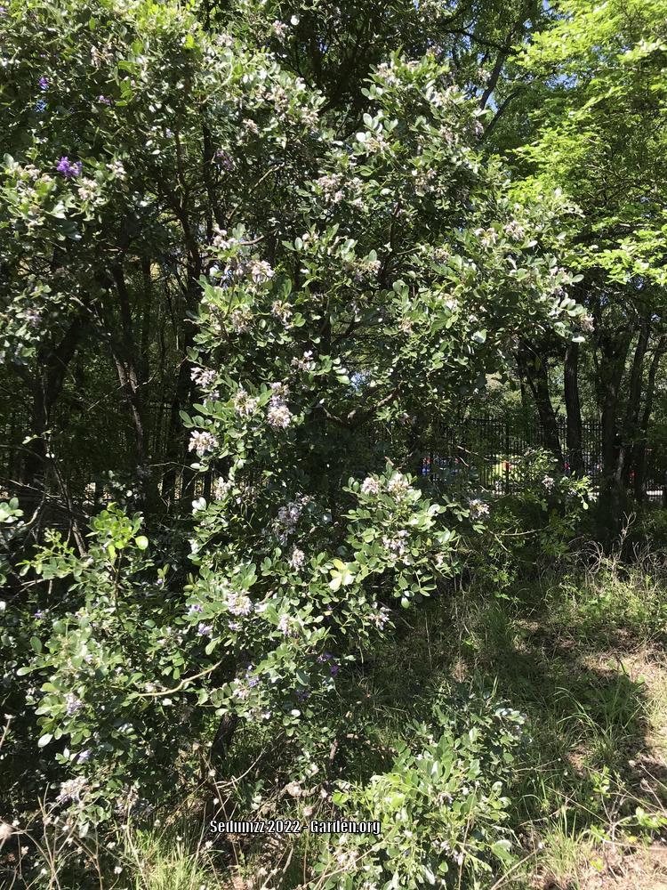 Photo of Texas Mountain Laurel (Dermatophyllum secundiflorum) uploaded by sedumzz