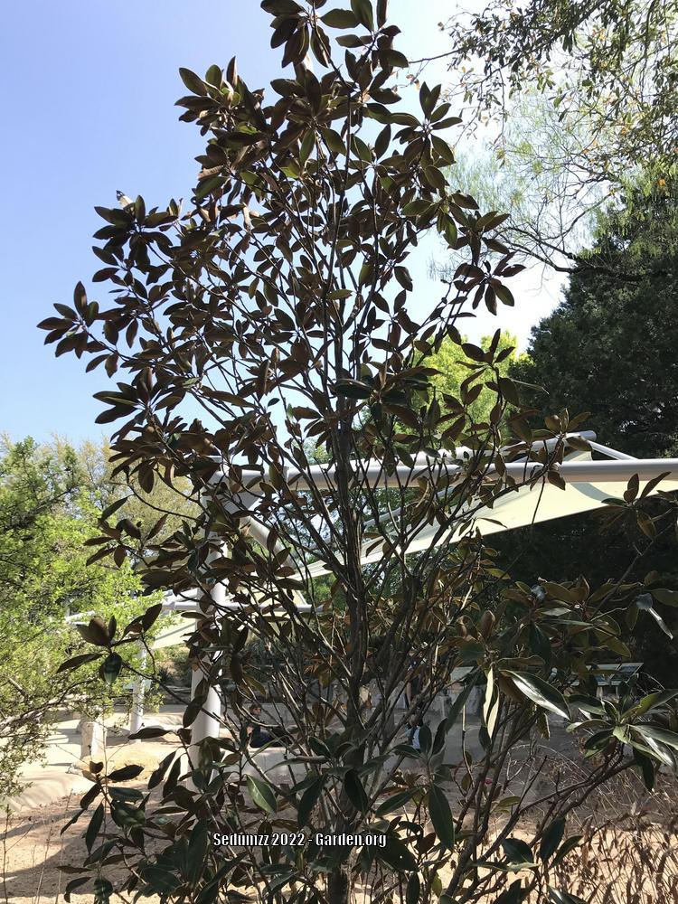 Photo of Southern Magnolia (Magnolia grandiflora 'Little Gem') uploaded by sedumzz