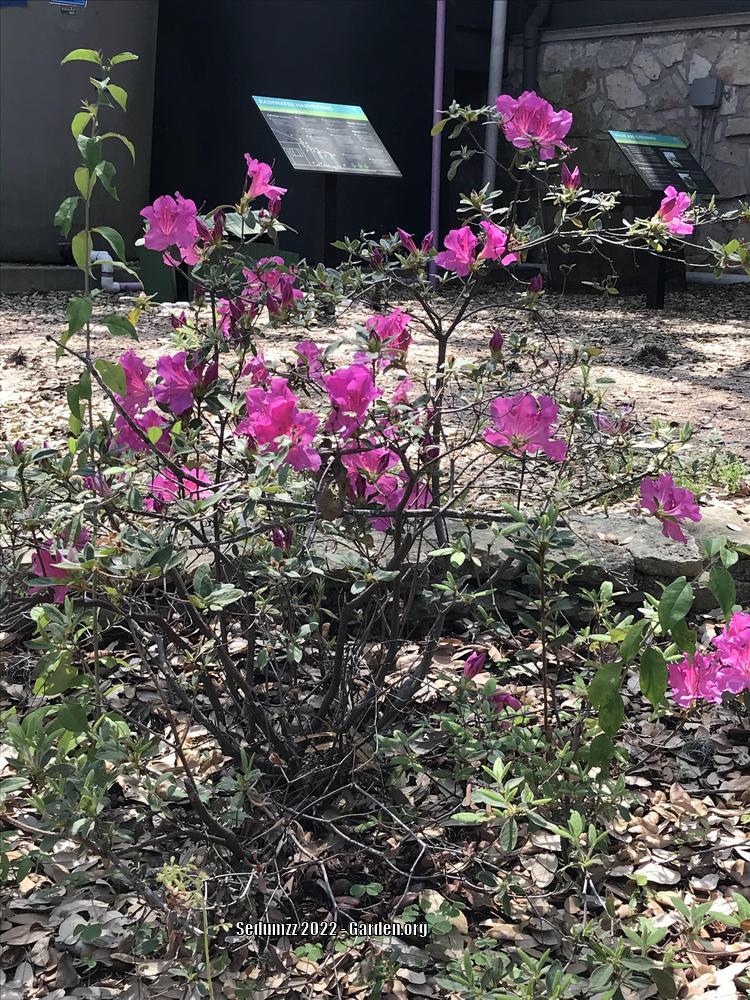 Photo of Azalea (Rhododendron 'Pink Ruffles') uploaded by sedumzz