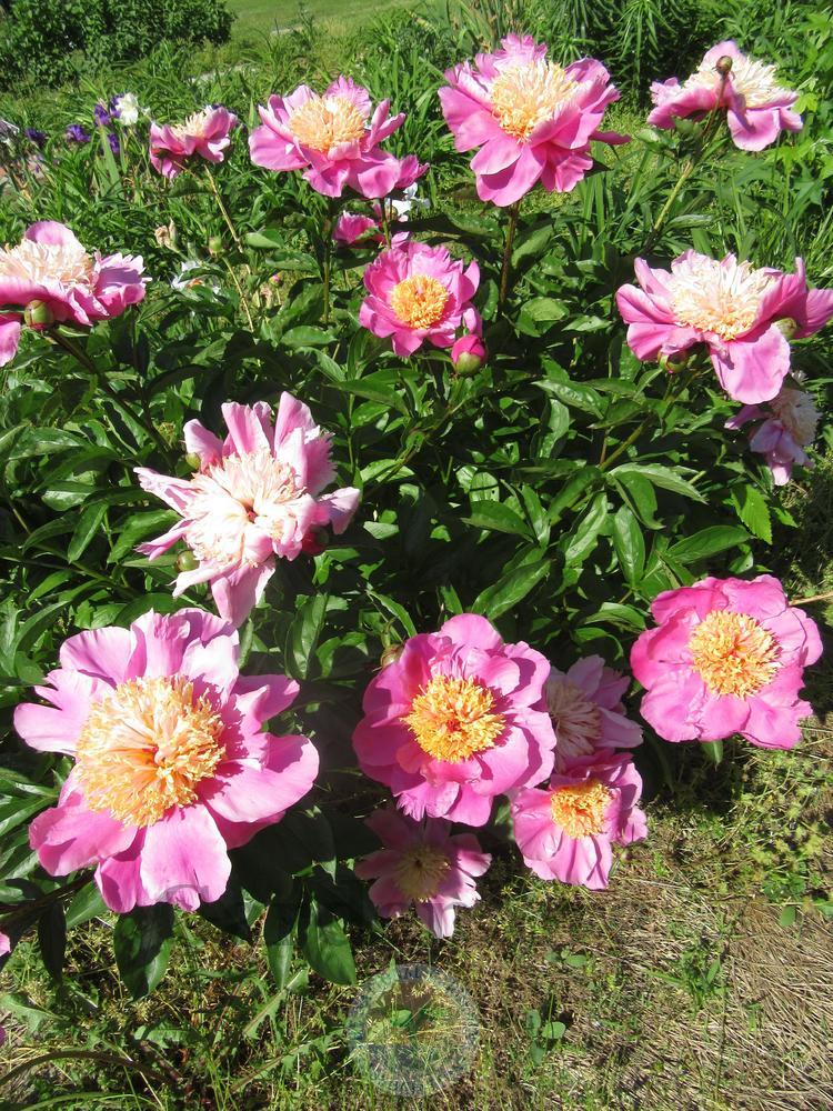 Photo of Peony (Paeonia lactiflora 'Doreen') uploaded by Frillylily