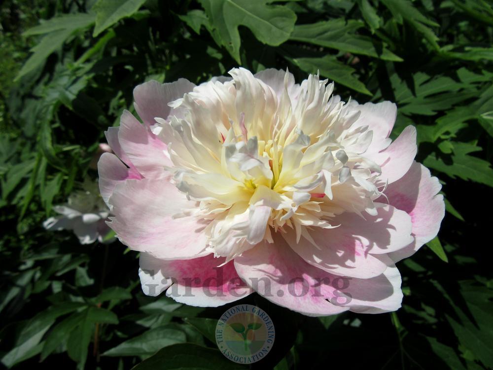 Photo of Peony (Paeonia lactiflora 'Do Tell') uploaded by Frillylily