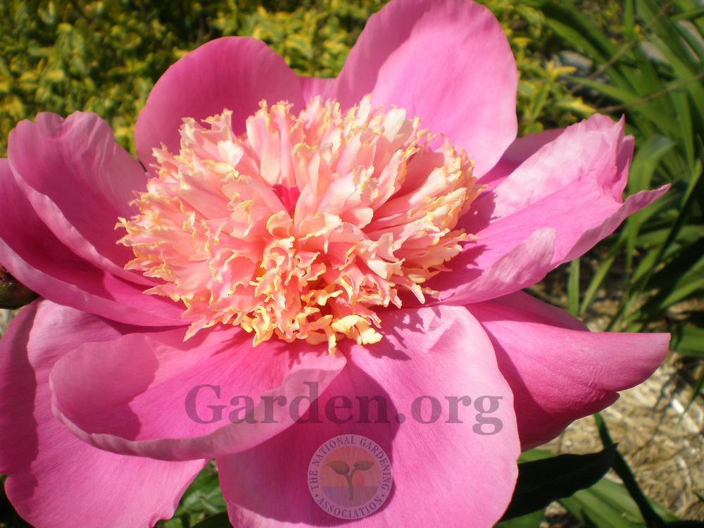 Photo of Peony (Paeonia lactiflora 'Doreen') uploaded by Frillylily