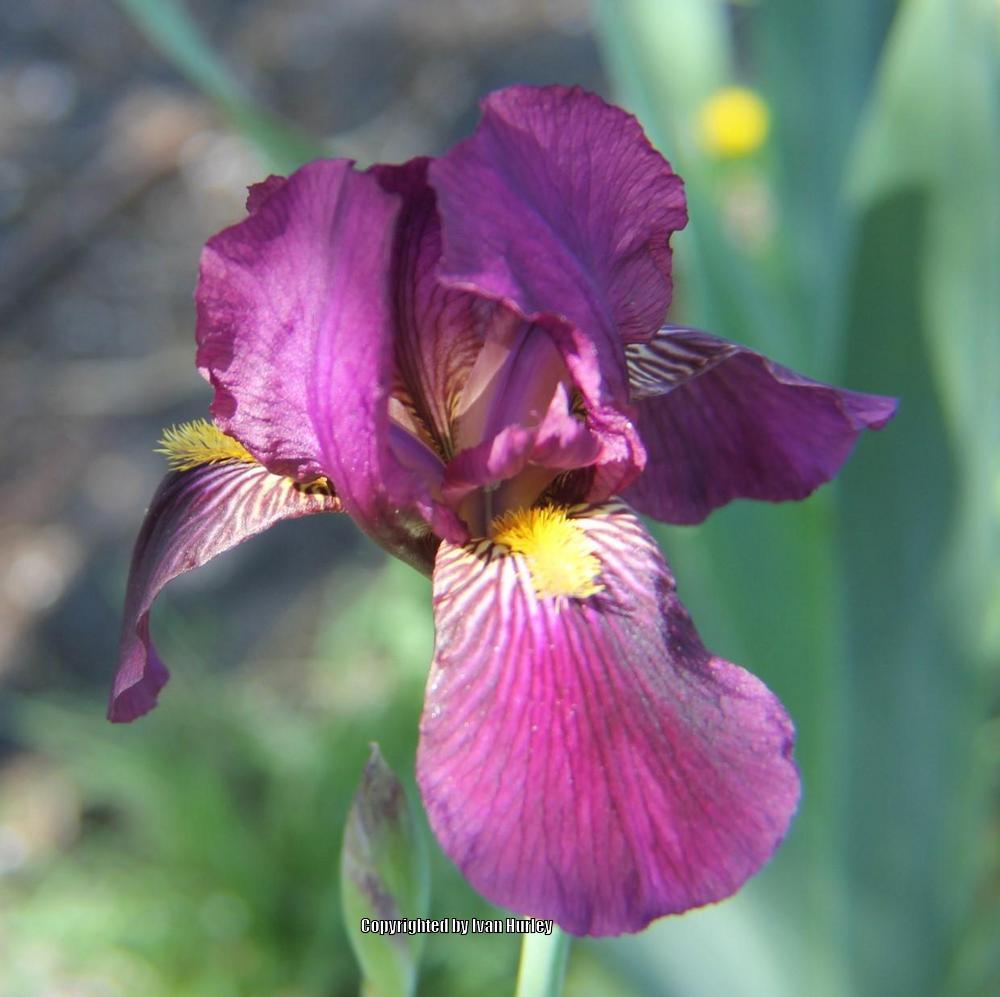 Photo of Intermediate Bearded Iris (Iris 'Red Orchid') uploaded by Ivan_N_Tx