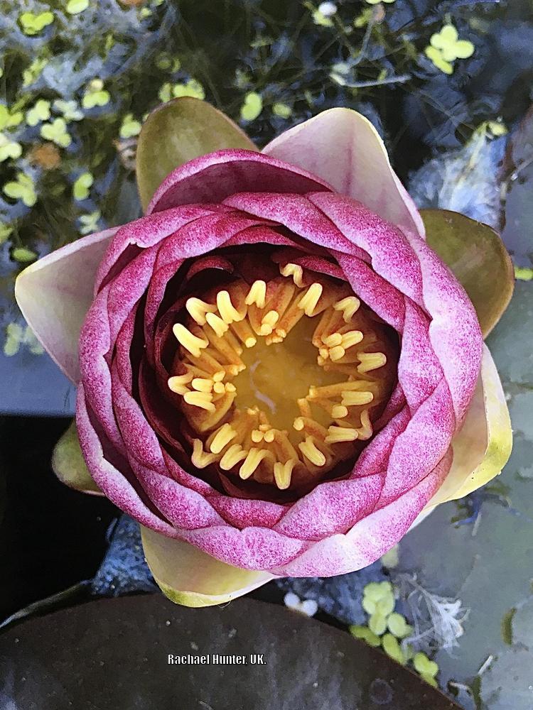 Photo of Dwarf Hardy Water Lily (Nymphaea 'Almost Black') uploaded by RachaelHunter