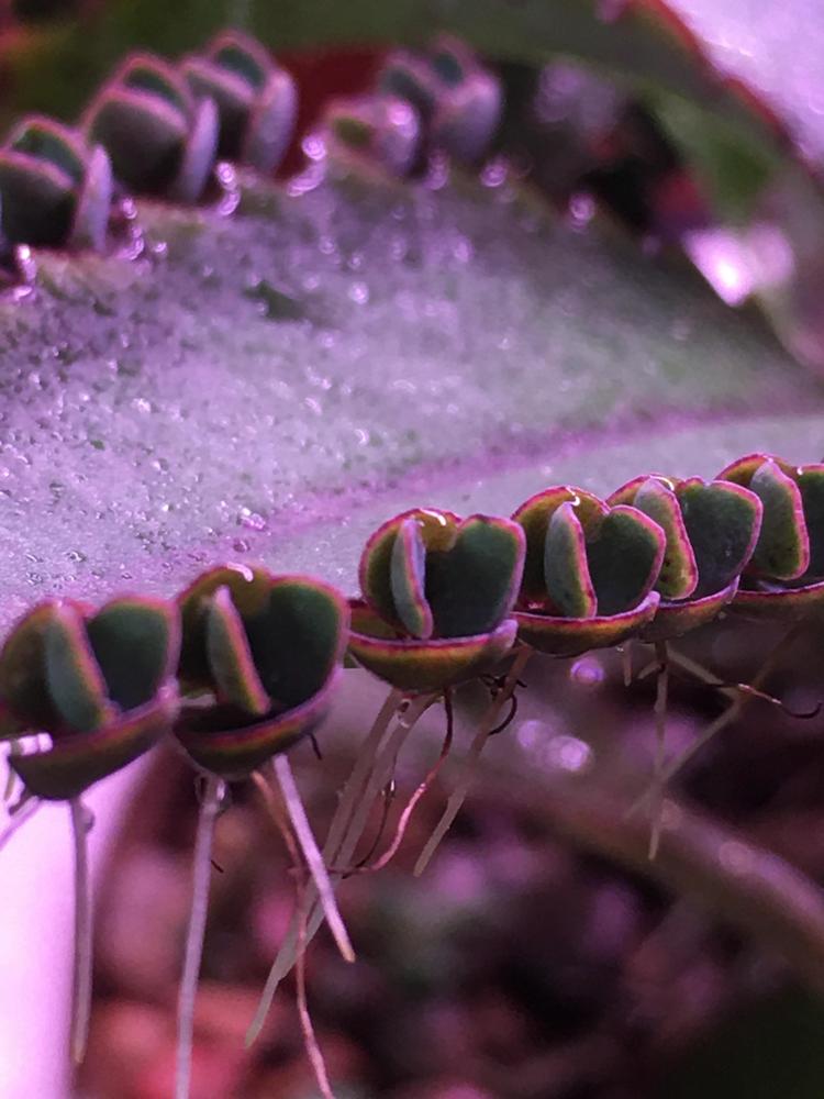 Photo of Mother of Thousands (Kalanchoe daigremontiana) uploaded by antsinmypants