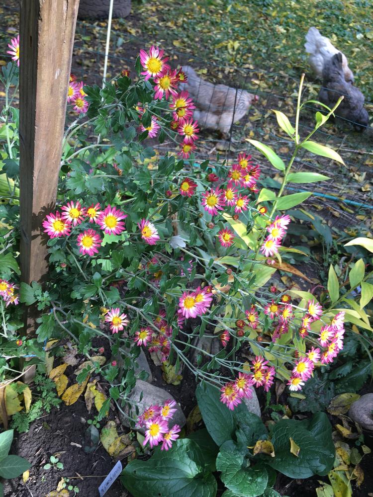 Photo of Chrysanthemum uploaded by antsinmypants