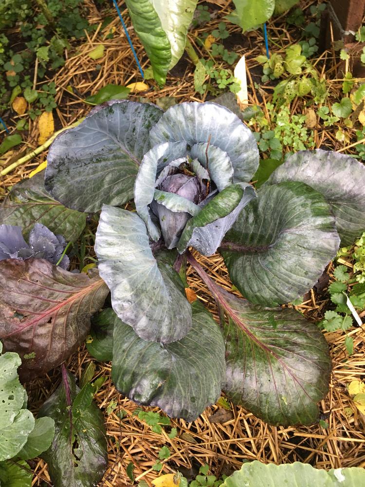 Photo of Cabbage (Brassica oleracea var. capitata 'Red Acre') uploaded by antsinmypants