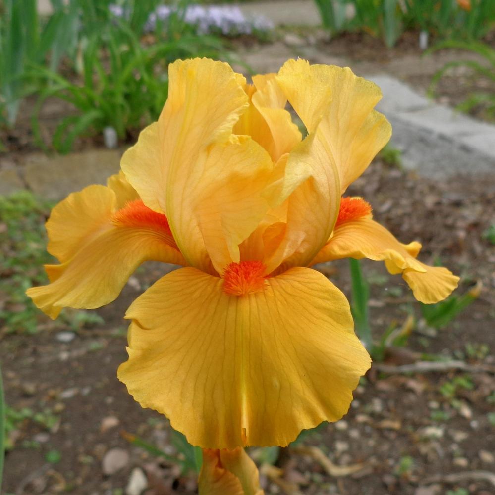 Photo of Intermediate Bearded Iris (Iris 'Season Ticket') uploaded by lovemyhouse