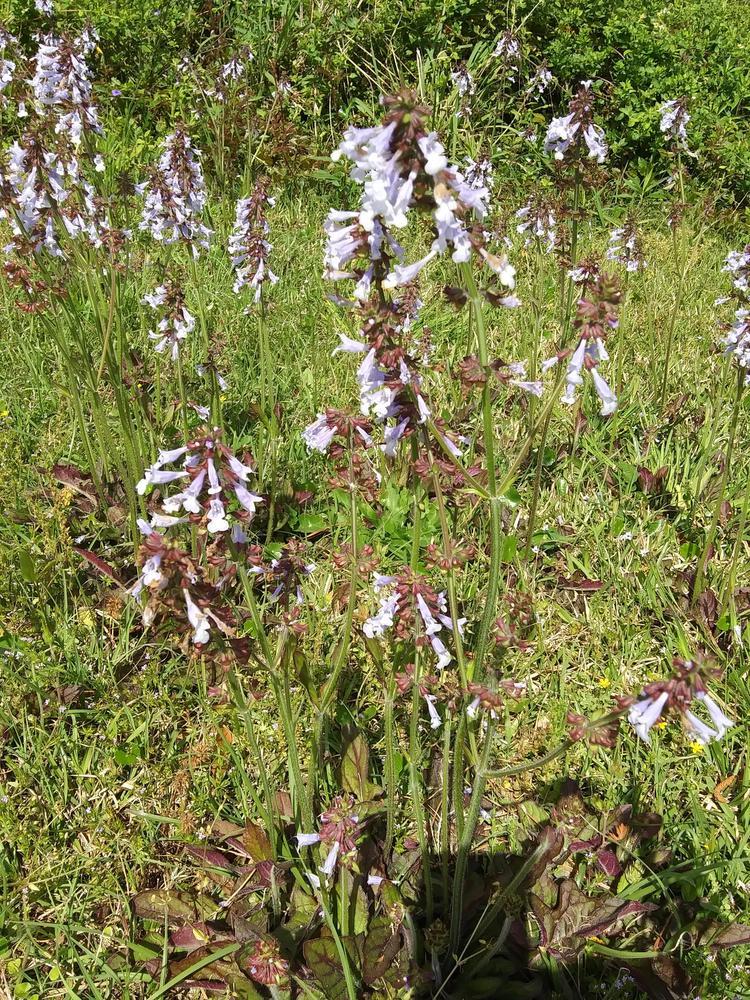 Photo of Lyreleaf Sage (Salvia lyrata) uploaded by purpleinopp