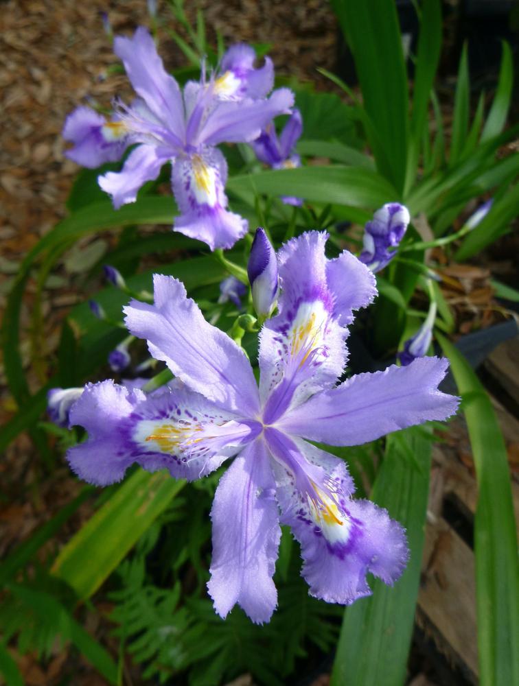Photo of Species Iris (Iris japonica 'Skirt Chaser') uploaded by scvirginia