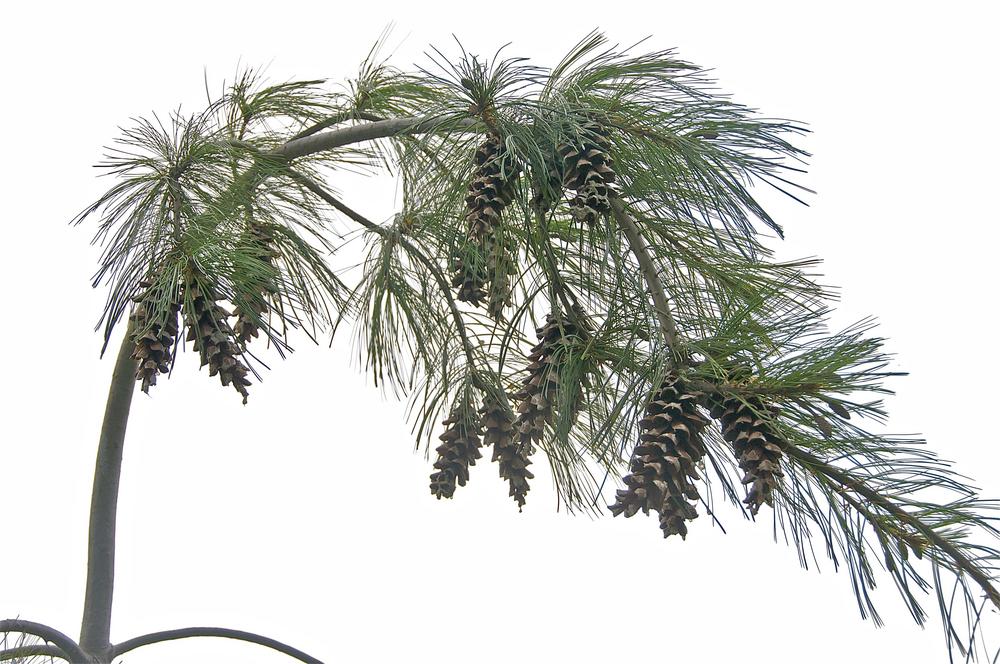 Photo of Weeping White Pine (Pinus strobus 'Pendula') uploaded by Fleur569