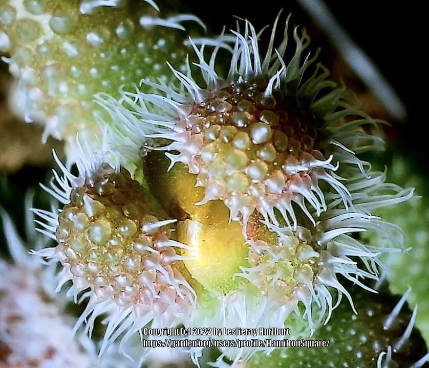Photo of Ice Plant (Delosperma echinatum) uploaded by HamiltonSquare