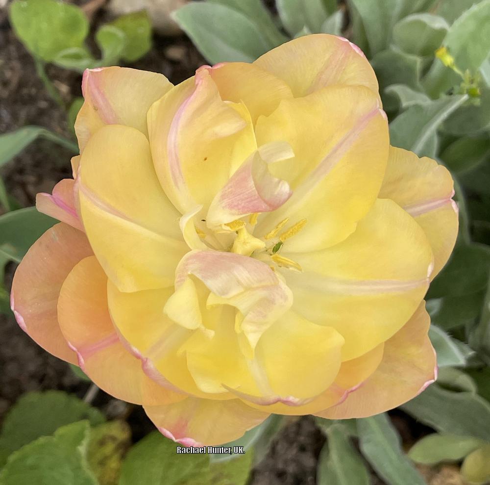 Photo of Double Late Tulip (Tulipa 'Creme Upstar') uploaded by RachaelHunter
