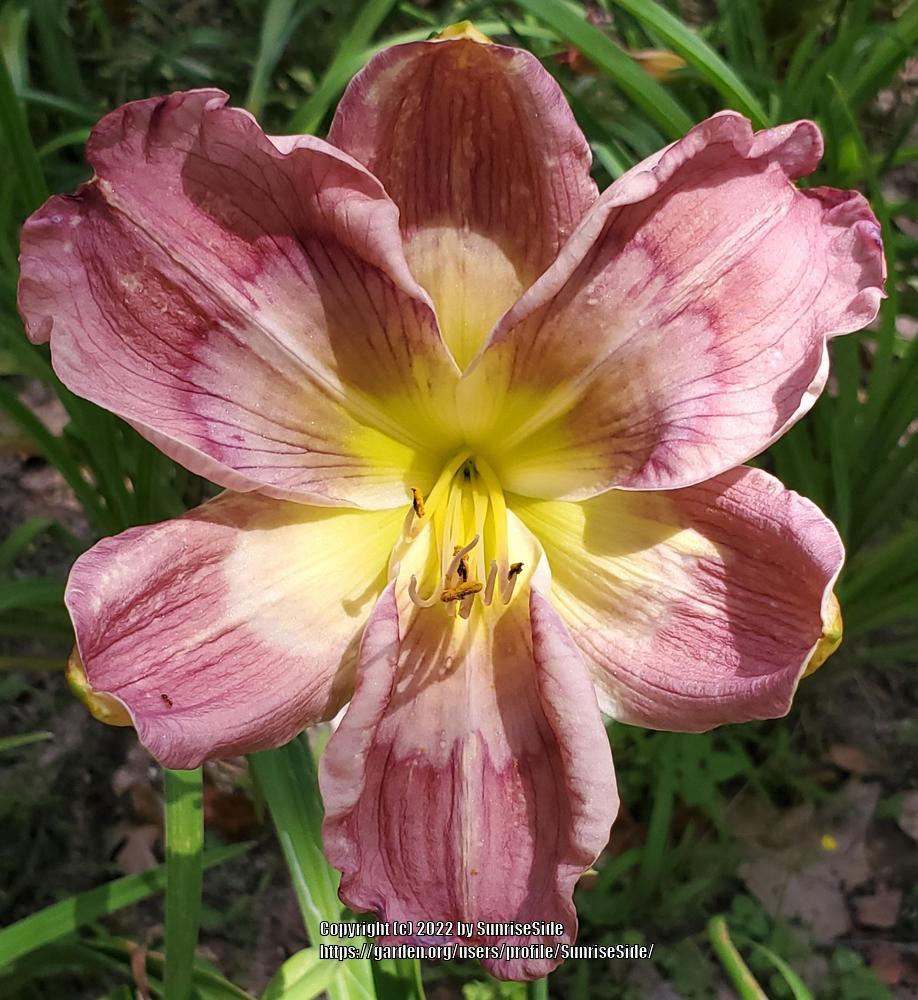 Photo of Daylily (Hemerocallis 'Spring Mystique') uploaded by SunriseSide
