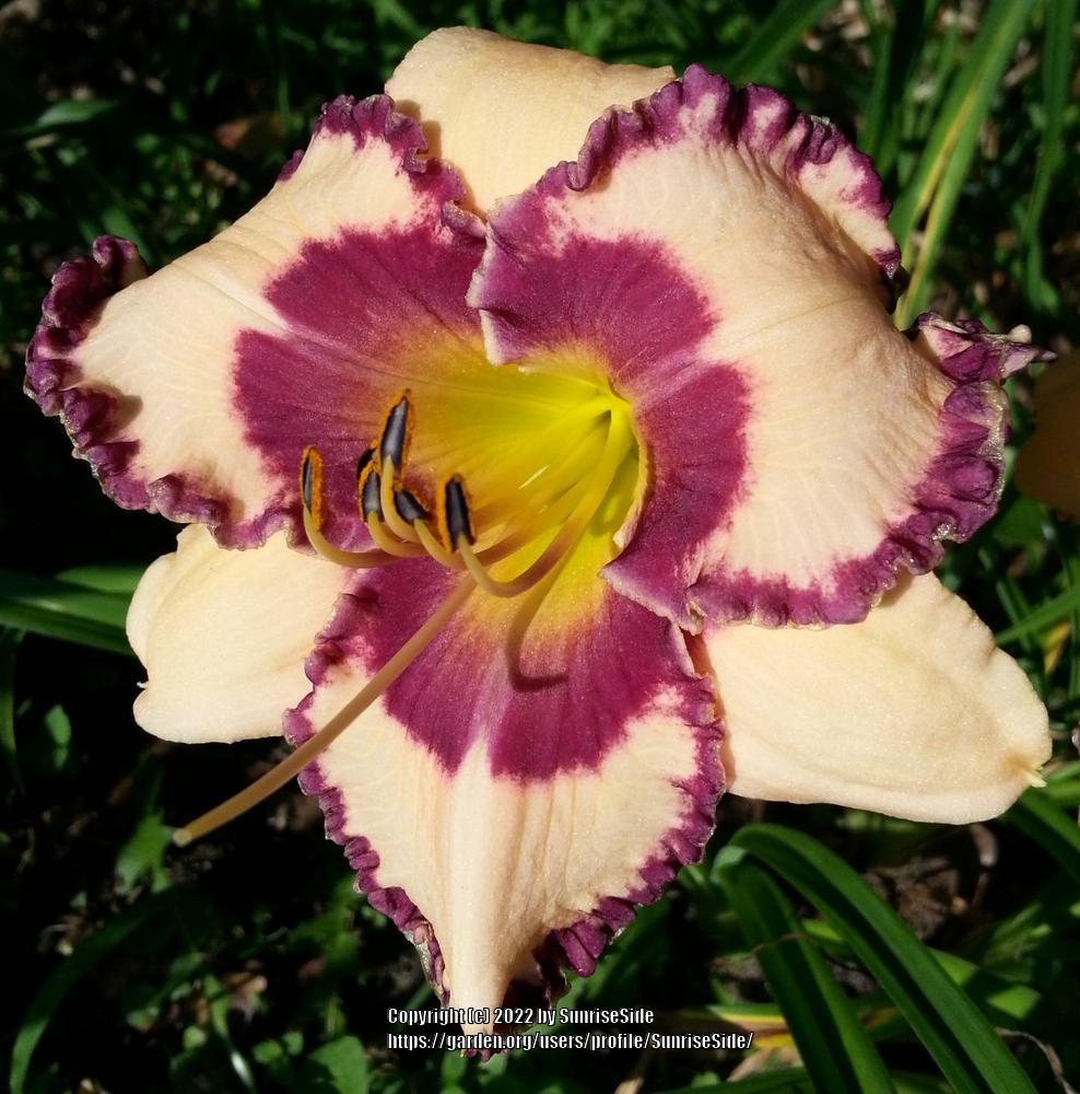 Photo of Daylily (Hemerocallis 'Picotee Rippled Ruffles') uploaded by SunriseSide