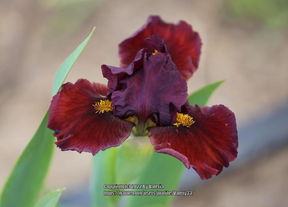 Photo of Standard Dwarf Bearded Iris (Iris 'Blazing Garnet') uploaded by Valery33