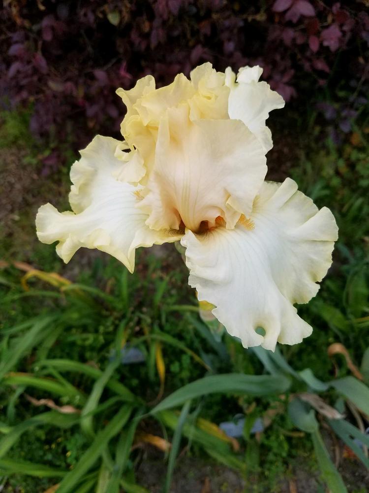 Photo of Tall Bearded Iris (Iris 'Charismatic') uploaded by hol36