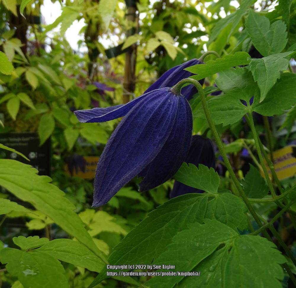 Photo of Clematis (Clematis alpina 'Pamela Jackman') uploaded by kniphofia