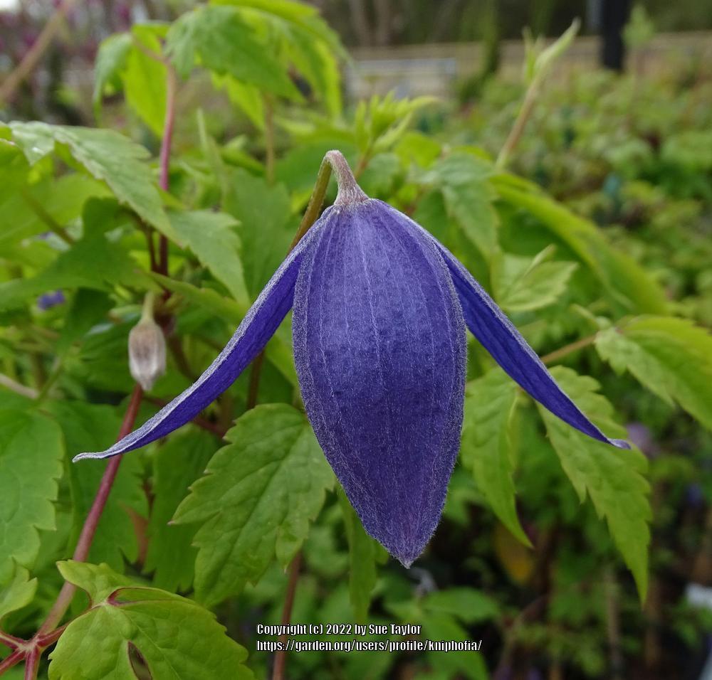 Photo of Clematis (Clematis alpina 'Pamela Jackman') uploaded by kniphofia