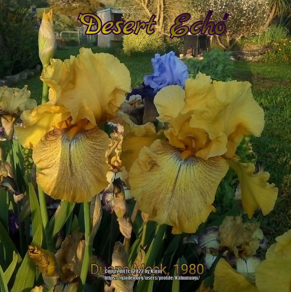 Photo of Tall Bearded Iris (Iris 'Desert Echo') uploaded by Kahumingi