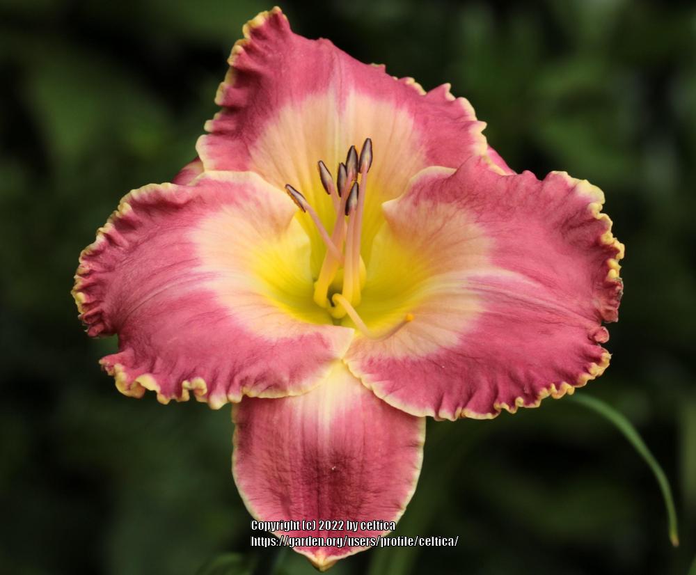 Photo of Daylily (Hemerocallis 'Picture in Picture') uploaded by celtica