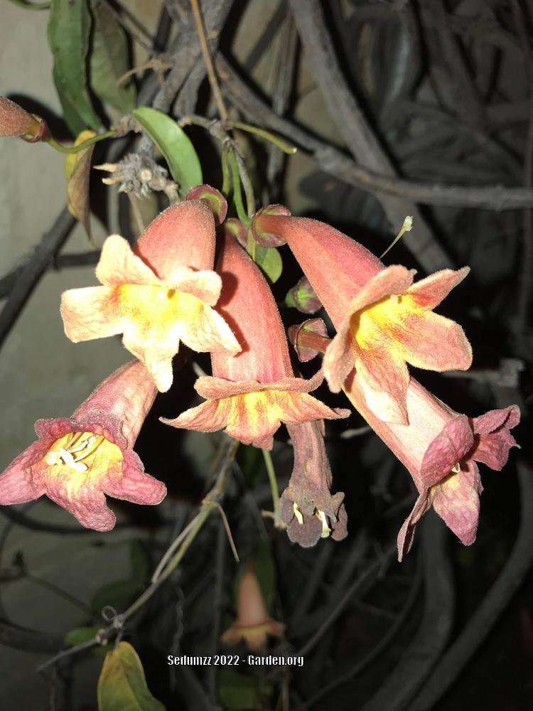 Photo of Crossvine (Bignonia capreolata 'Tangerine Beauty') uploaded by sedumzz