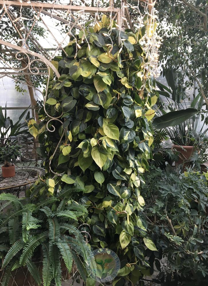 Photo of Philodendron (Philodendron hederaceum var. oxycardium 'Brasil') uploaded by BlueOddish