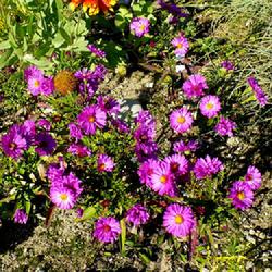 Location: Nora's Garden - Castlegar, B.C.
Date: 2017-09-29
- A short plant, but a good show of blossoms.