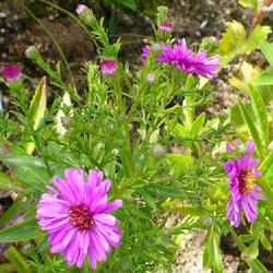 Location: Nora's Garden - Castlegar, B.C.
Date: 2015-09-09
- Here one can see the smooth leaves of the novi belgii Aster.