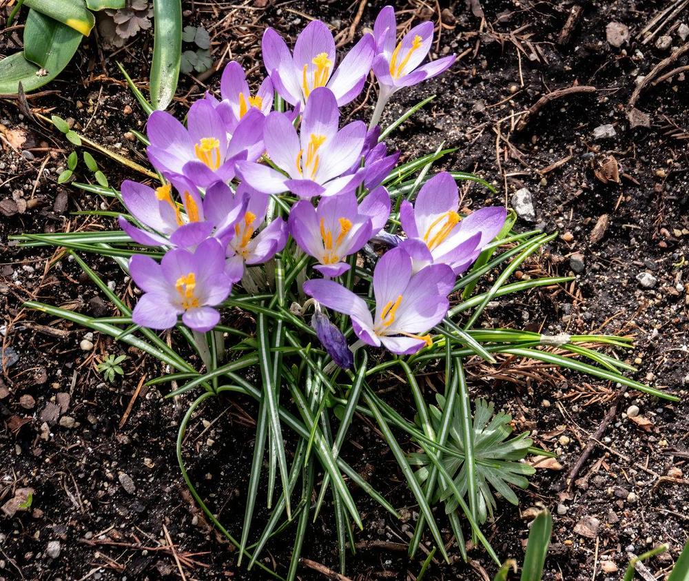 Photo of Crocus uploaded by Murky