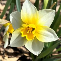 Location: southeast Nebraska 
Date: April 12, 2022 
Bright yellow bleeds onto white petals