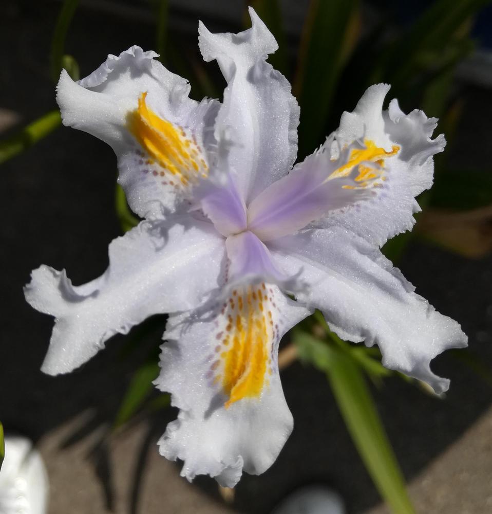 Photo of Species X Iris (Iris 'Nada') uploaded by olga_batalov