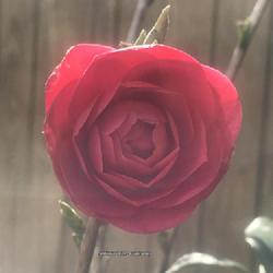Location: Fairfax, Virginia
Date: 2022-04-12
Fully red bloom