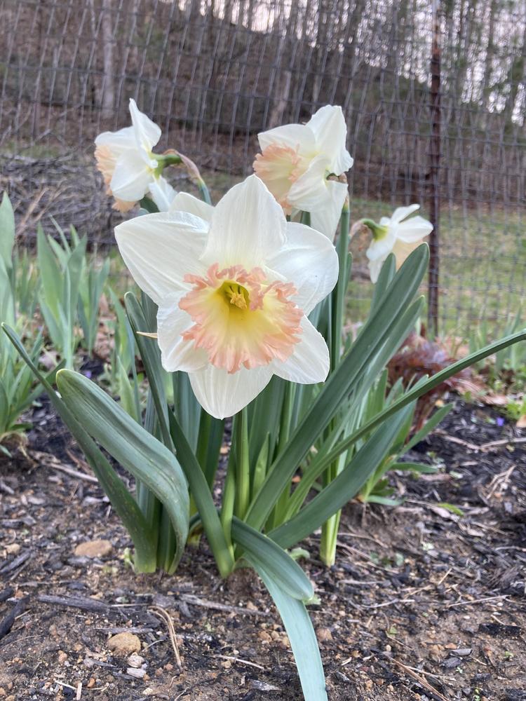 Photo of Trumpet Daffodil (Narcissus 'British Gamble') uploaded by Arainais