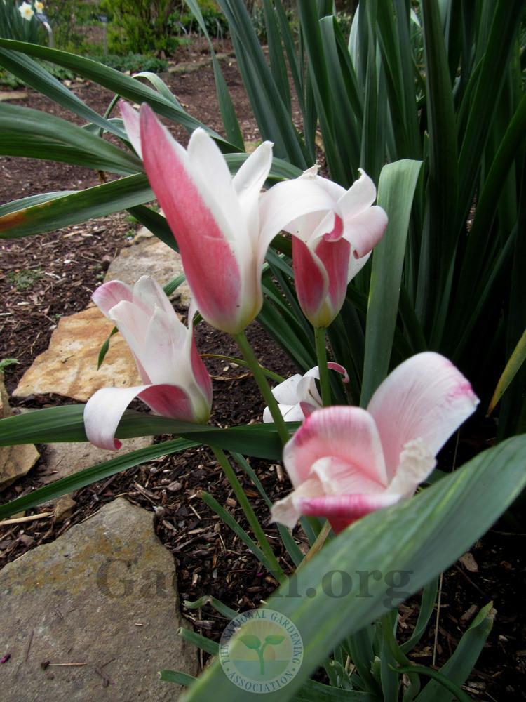 Photo of Lady Tulip (Tulipa clusiana 'Lady Jane') uploaded by Frillylily