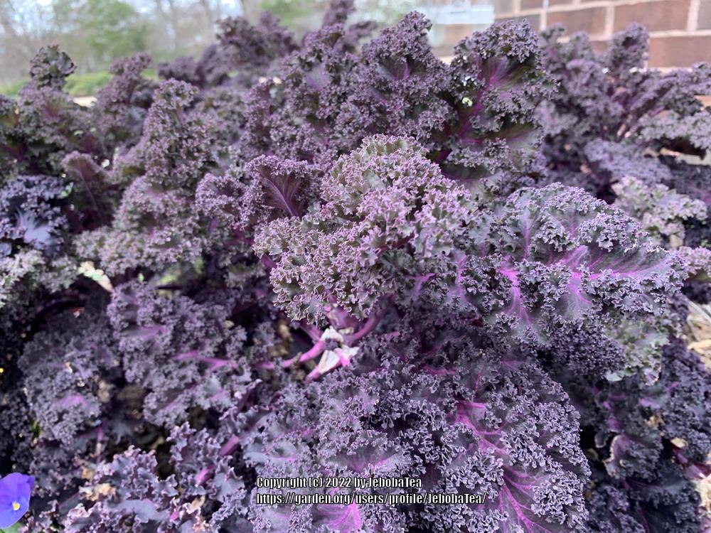 Photo of Kale (Brassica oleracea var. viridis 'Redbor') uploaded by JebobaTea