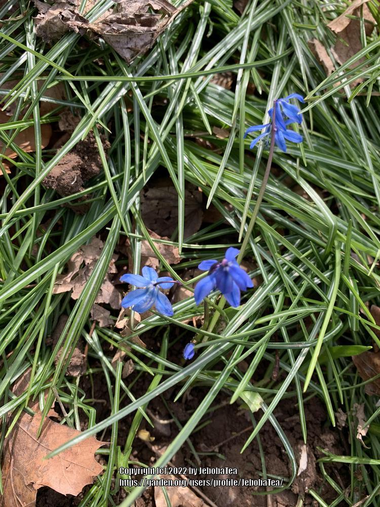 Photo of Siberian Squill (Scilla siberica) uploaded by JebobaTea