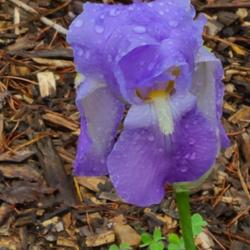 Location: my garden in Dawsonville, GA (zone 7b north Geogia mountains)
Date: 2022-04-16
One of first iris to bloom this season