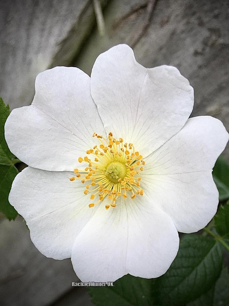 Photo of Briar Rose (Rosa canina) uploaded by RachaelHunter