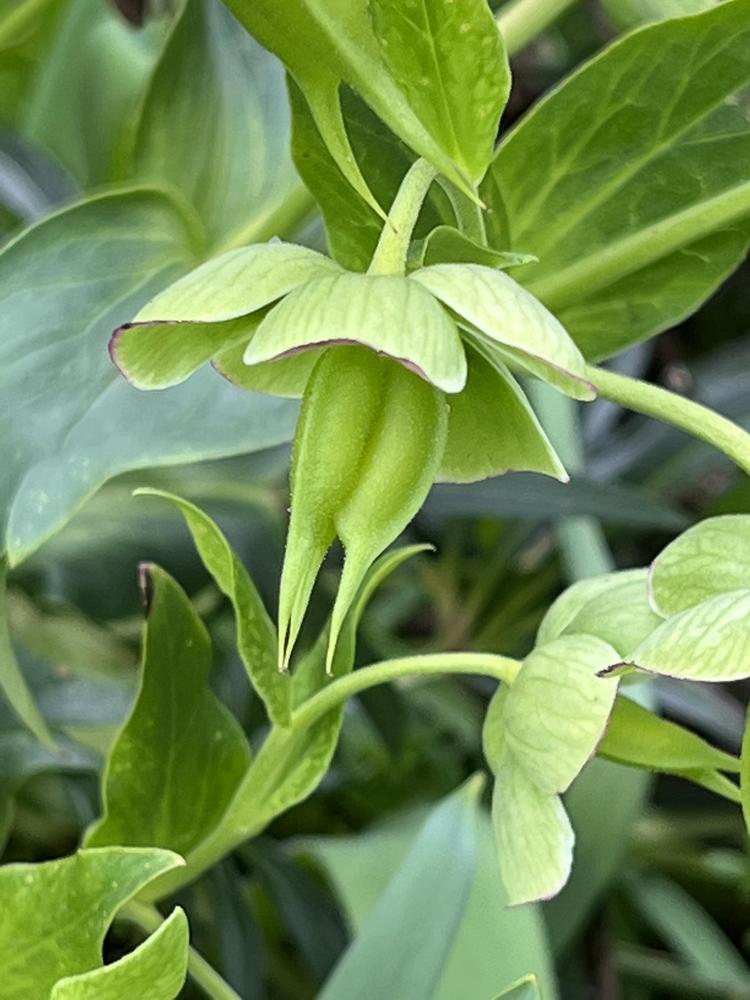 Photo of Stinking Hellebore (Helleborus foetidus) uploaded by bxncbx
