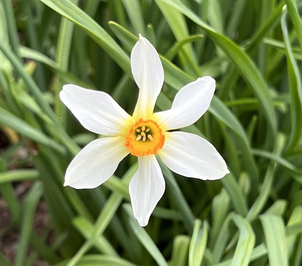 Photo of Small Cupped Daffodil (Narcissus 'Firebrand') uploaded by bxncbx