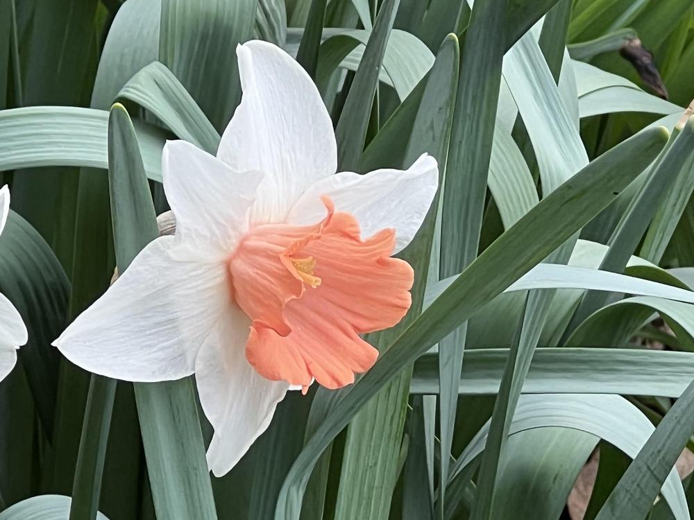 Photo of Large-cupped Daffodil (Narcissus 'Chromacolor') uploaded by bxncbx