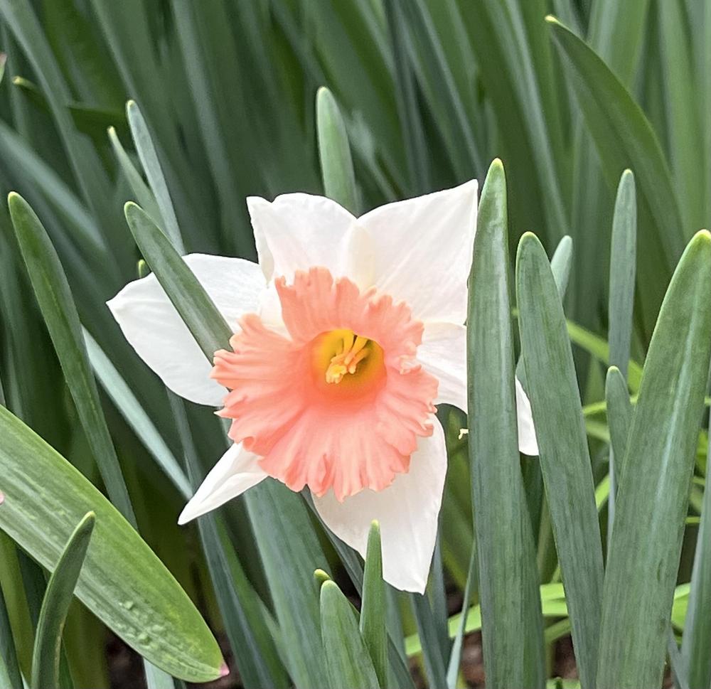 Photo of Large-cupped Daffodil (Narcissus 'Faith') uploaded by bxncbx