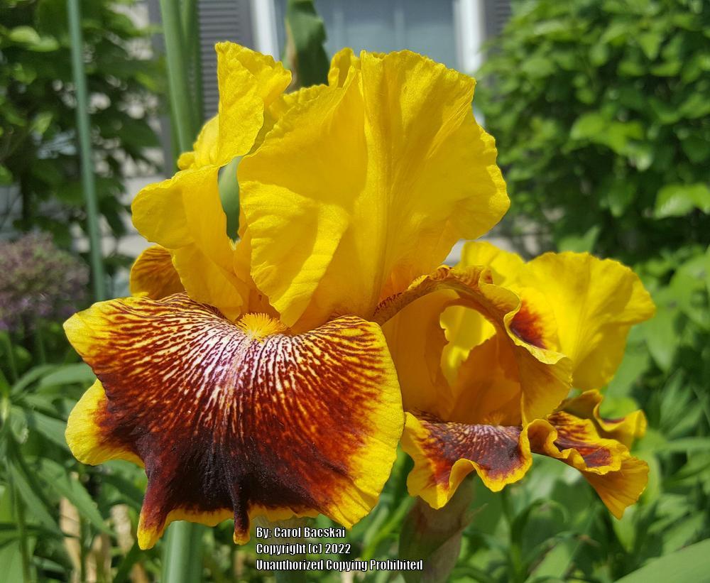 Photo of Tall Bearded Iris (Iris 'Flamenco Whirl') uploaded by Artsee1