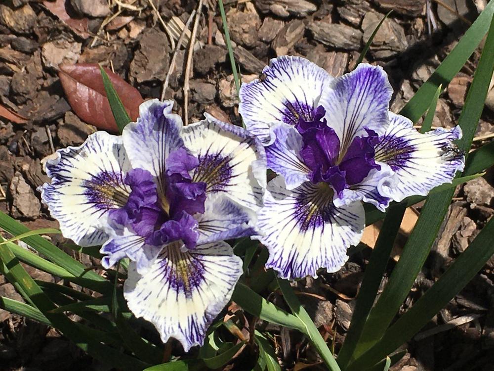 Photo of Pacific Coast Iris (Iris 'Rough Seas') uploaded by Iraygus