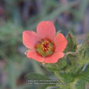 Creeping mallow #129; RAB page 701, 122-3-1; AG page 100, 20-9-1,