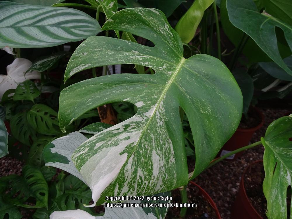 Photo of White Variegated Monstera (Monstera deliciosa 'Albovariegata') uploaded by kniphofia