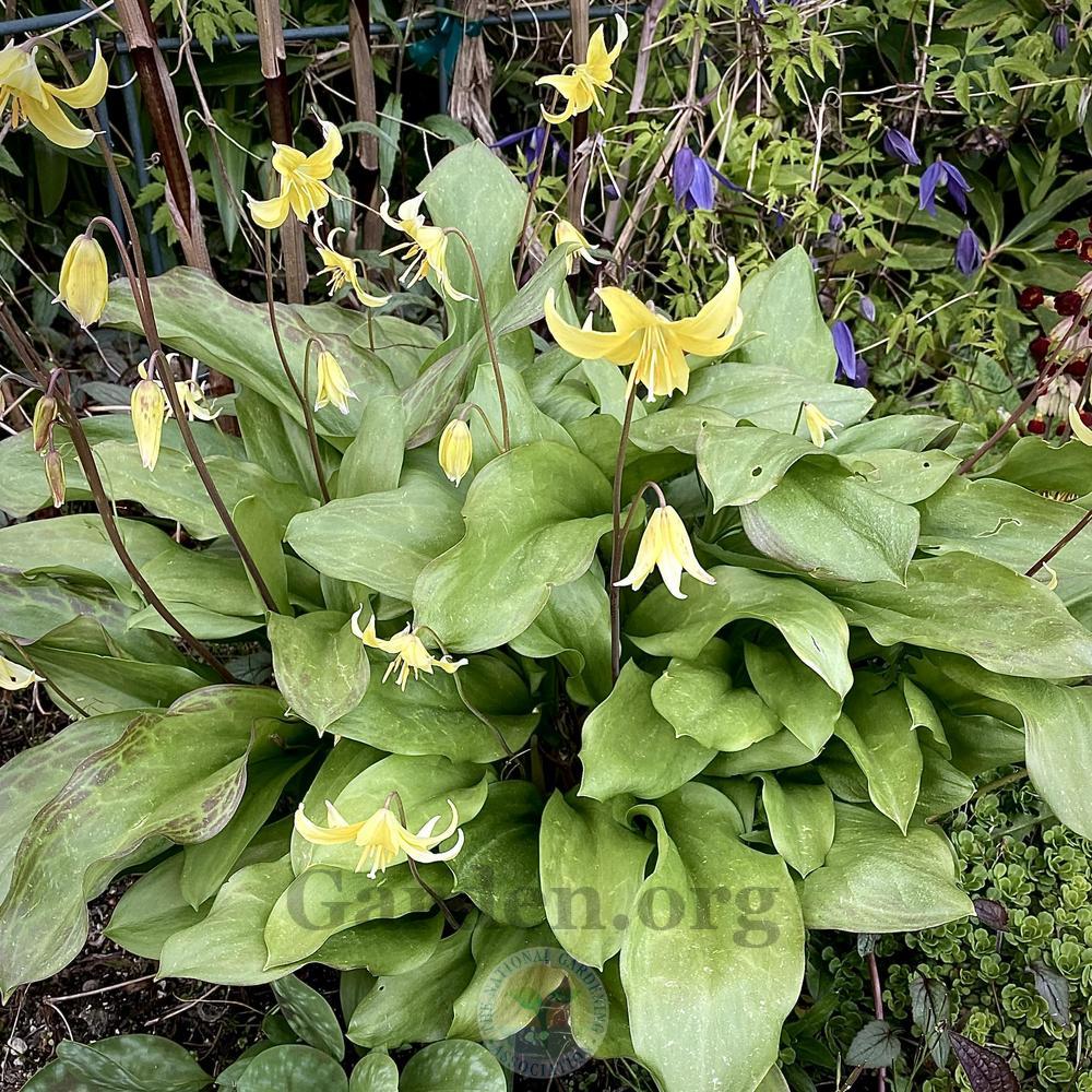 Photo of Trout Lily (Erythronium 'Pagoda') uploaded by springcolor